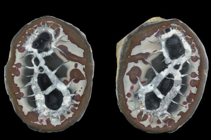 Cut Septarian Nodule - Morocco #91262